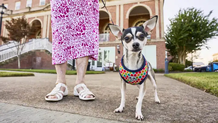 Chihuahua in colorful harness on sidewalk outdoors